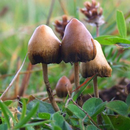 Psilocybe semilanceata (Liberty Cap)
