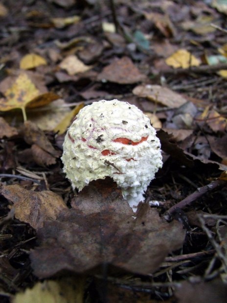 Fly Agaric 'egg'