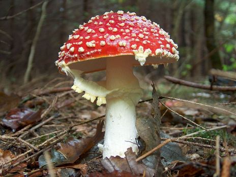 Fly Agaric 