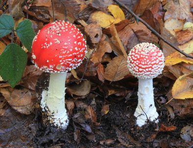 Fly Agaric 