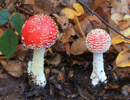 Fly Agaric Phallic