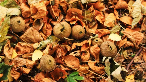 Leaves and Fungi, image of autumn