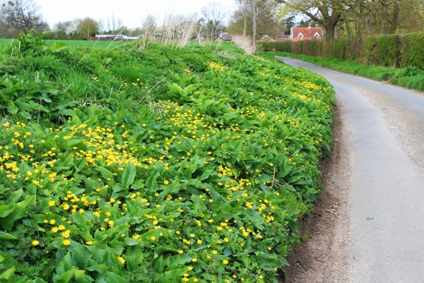 Road to Saxlingham Thorpe