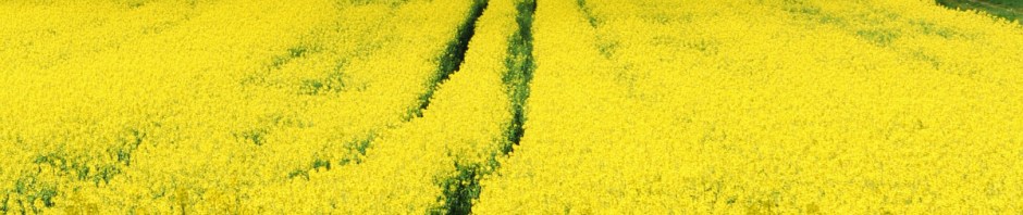 April Surlingham rape field