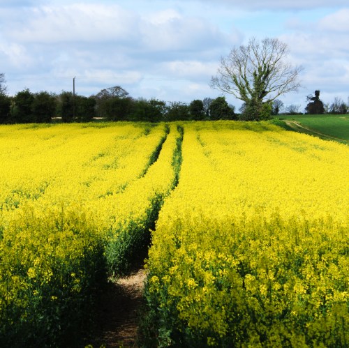 April Surlingham rape field