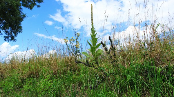 Along the road to Saxlingham Thorpe