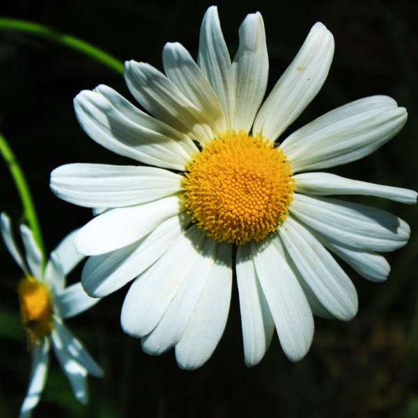 Ox-Eye Daisy 31 May 2017