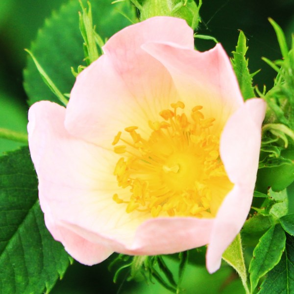 Dog rose 31 May 2017