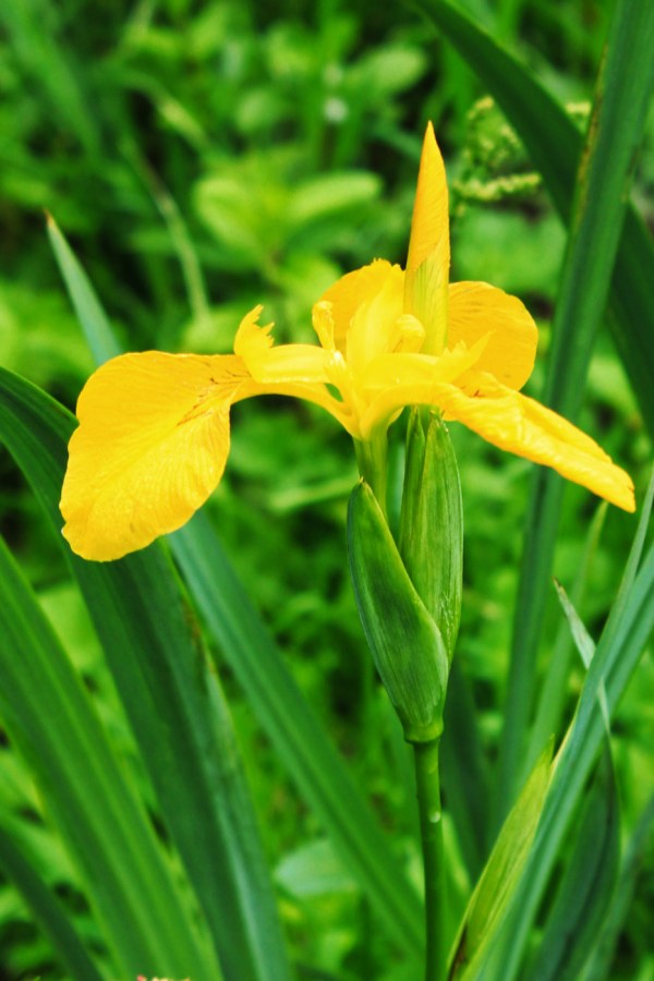 Yellow Flag 31 May 2017