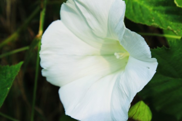 Bindweed 20 June 2017
