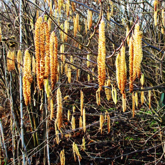 Catkins, Signs of Spring