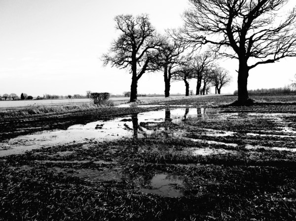 BandWhiteReflections