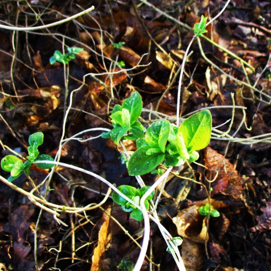 Honeysuckle Sign of Spring