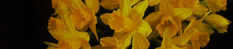 Daffdils
