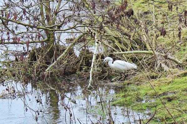 Little Egret