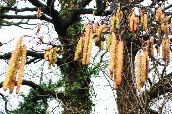 Alder catkins and cones