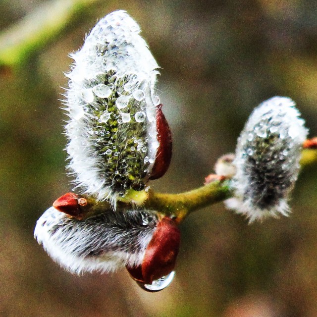 Pussy Willow