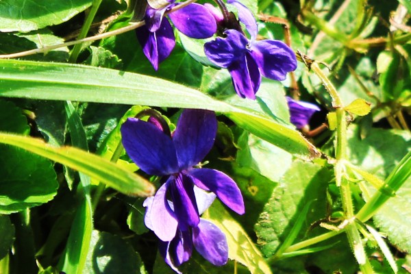 Violets