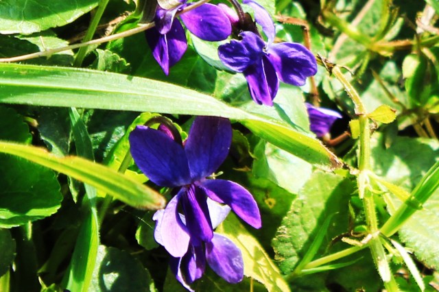 Violets
