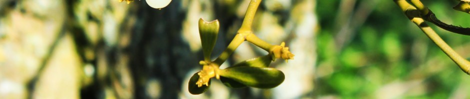 Mistletoe Moon Berry