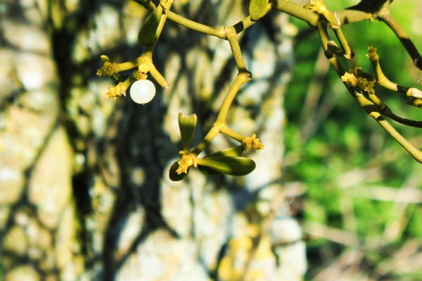 Mistletoe Moon Berry