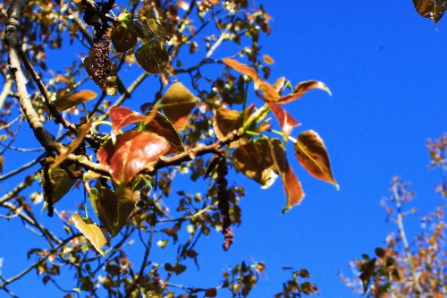 Red Black Poplar Leaves