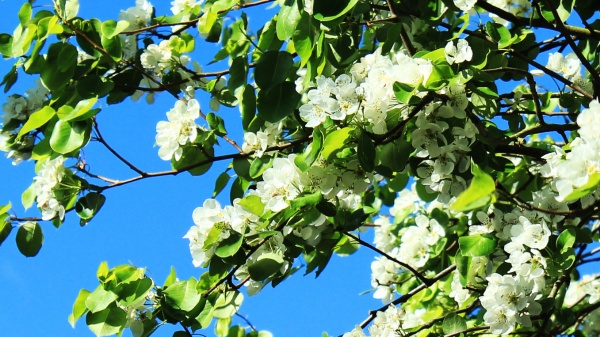 Prunus blossoms