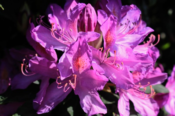 Rhododendron