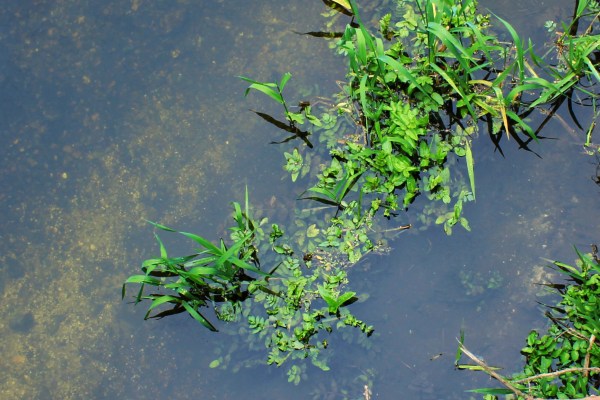 River weeds