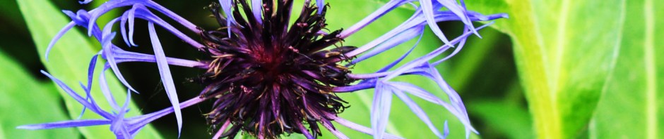 Perenniel Cornflower