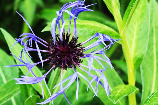 Perenniel Cornflower
