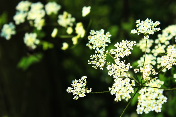 Hedge or Cow Parsley