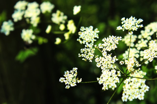 Hedge or Cow Parsley