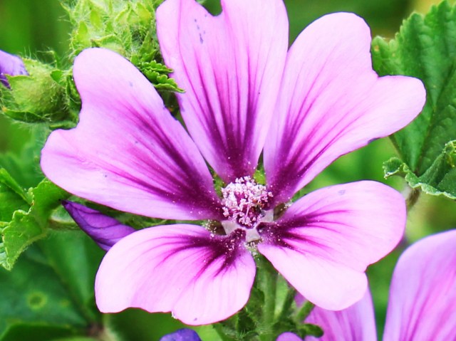 Mallow close up