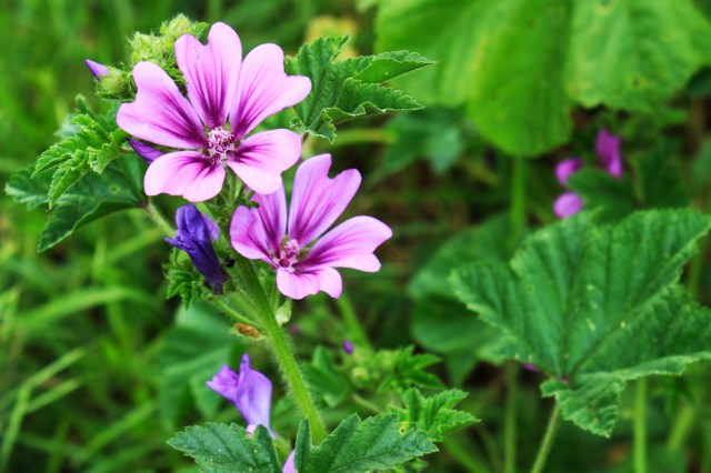 Common Mallow