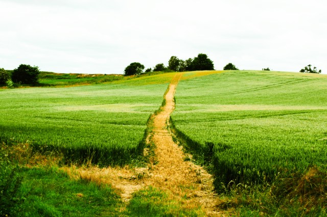Footpath through grain-field at Arminghall