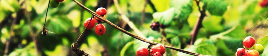 Black Bryony berries