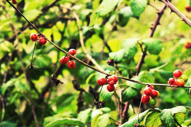 Black Bryony berries