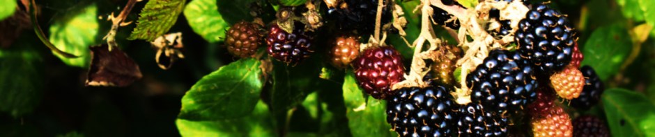 Blackberries
