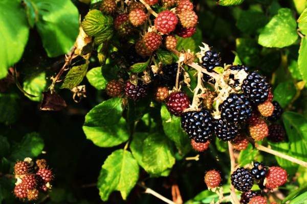 Blackberries