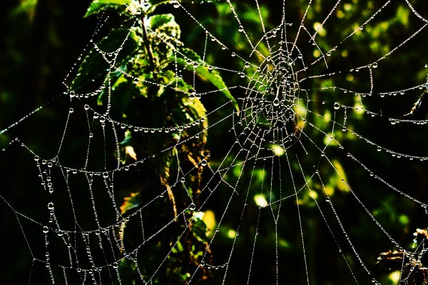 dew sparkled web