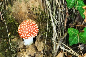fly agaric