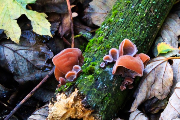 Jelly fungus