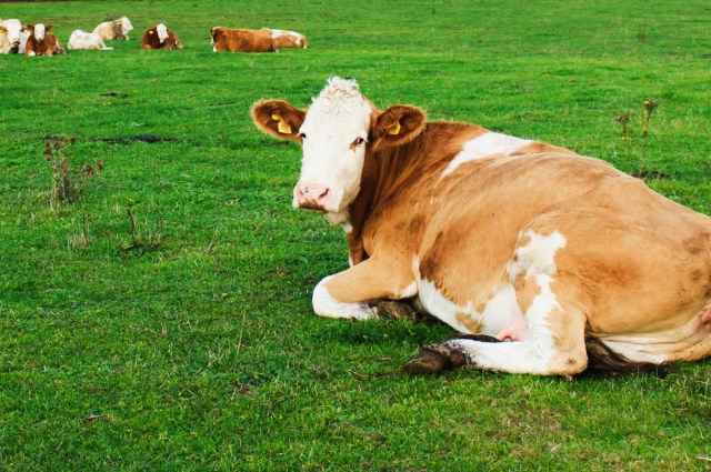 Lazy Cows