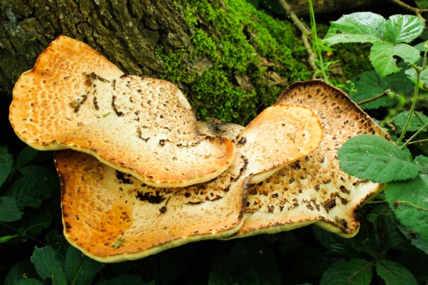 Dryads Saddle