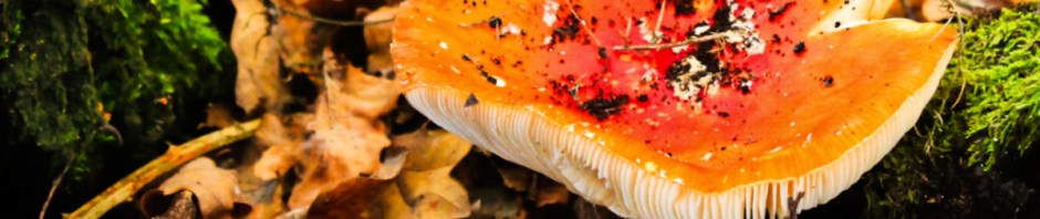 Fly Agaric