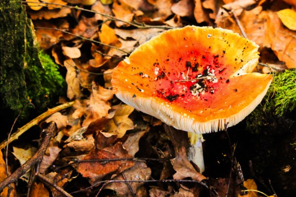 Fly Agaric