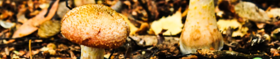 Skittle-shaped fungi