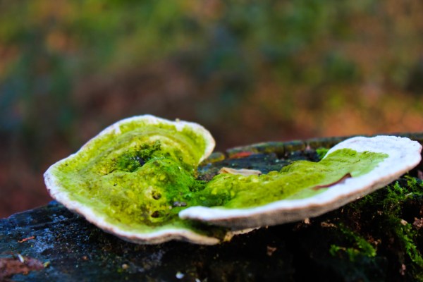green fungi 1