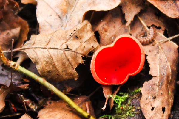 Scarlet Elf Cup